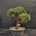 Juniperus shimpaku