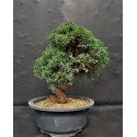Juniperus shimpaku