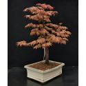 Acer palmatum - Erable du Japon