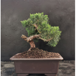 Juniperus chinensis - genevrier