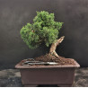 Juniperus chinensis - genevrier
