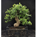 Pré-bonsai chêne liège - quercus suber