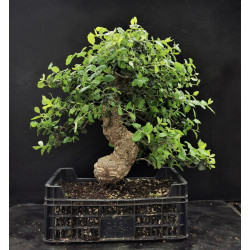 Pré-bonsai chêne liège - quercus suber