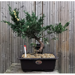 Juniperus chinensis Variegata - genevrier