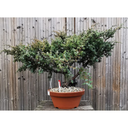 Juniperus rigida - Génévrier