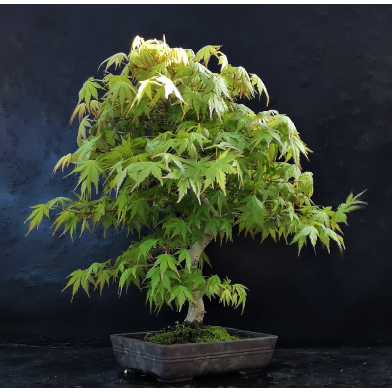 Acer palmatum Yamamomiji