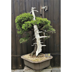Juniperus rigida - Tosho - Génévrier du Japon