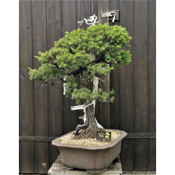 Juniperus rigida - Tosho - Génévrier du Japon