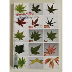 France Bonsai N°131B Acer palmatum