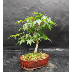 Acer palmatum - Erable du Japon