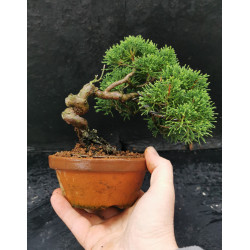 Juniperus Itoigawa