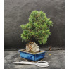 Juniperus chinensis Kishu sur roche