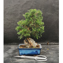 Juniperus chinensis Kishu sur roche