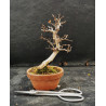 carpinus turczaninowii - Charme du Japon
