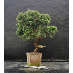 Juniperus chinensis - Shimpaku