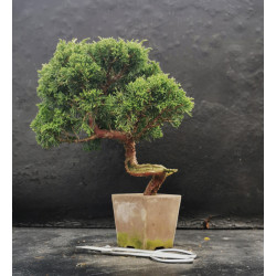 Juniperus chinensis - Shimpaku