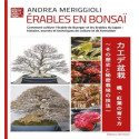 Erables en bonsai - Andrea Meriggioli