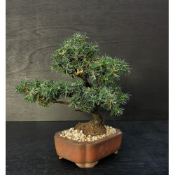Juniperus rigida