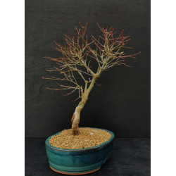 Acer palmatum benichidori