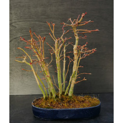 Acer palmatum Deshojo - Erable du Japon multitroncs