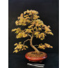 Acer palmatum Yamamomiji