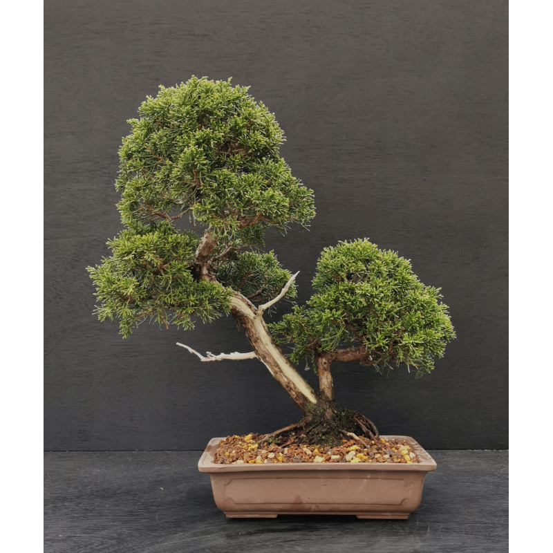 Juniperus chinensis Kishu