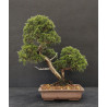Juniperus chinensis Kishu