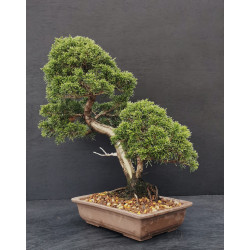 Juniperus chinensis Kishu