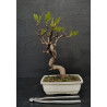 Ficus Carica - Figuier