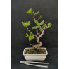 Ficus Carica - Figuier