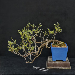 wisteria floribunda - Glycine