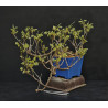 wisteria floribunda - Glycine