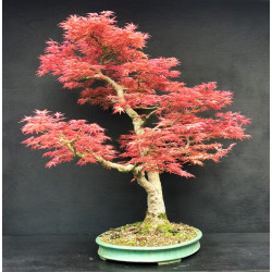 Acer palmatum Beni Chidori - Erable du Japon