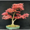 Acer palmatum Beni Chidori - Erable du Japon