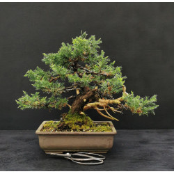 Juniperus chinensis -...