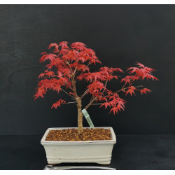 Acer palmatum Deshojo