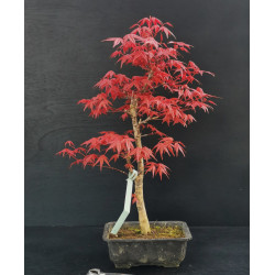 Acer palmatum Deshojo - Erable du Japon