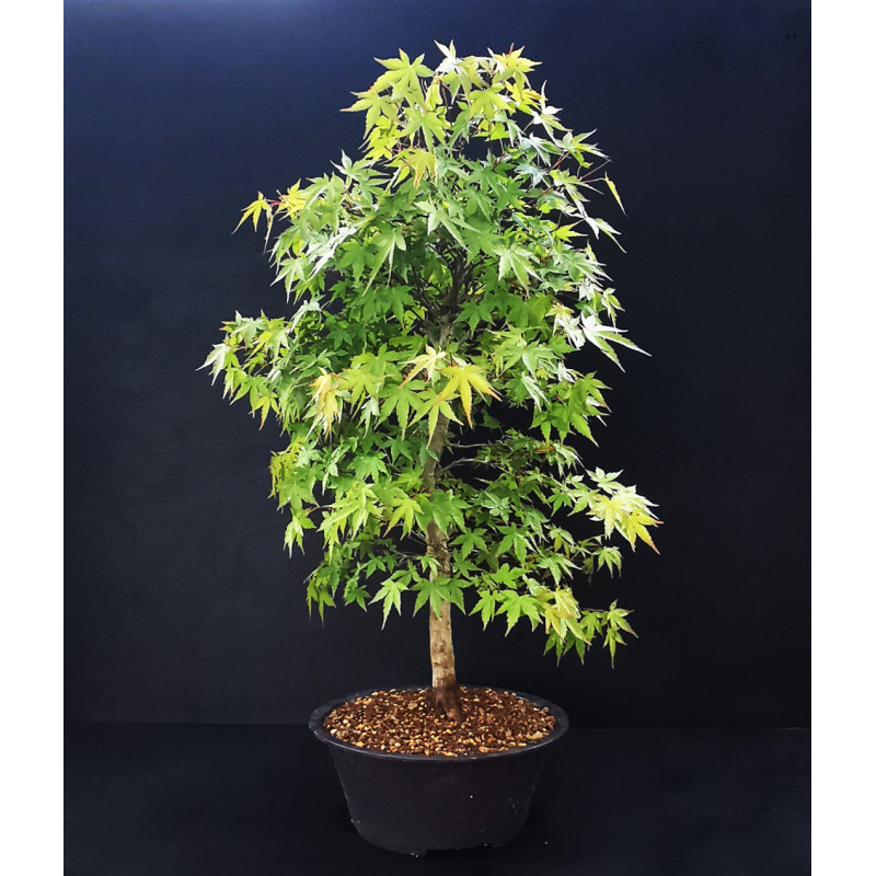 Acer palmatum - Erable du Japon