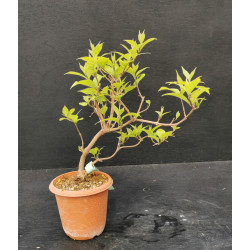 Bonsai Callicarpa japonica