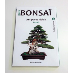 Juniperus rigida - Toshô
